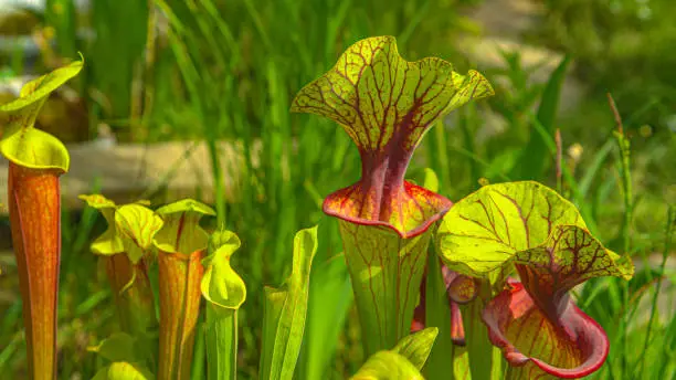 CLOSE UP, DOF: Detailed shot of yellow pitcherplant traps growing in a lush garden in the United States. Colorful yellow pitcherplants flourish in the warm spring weather of North Carolina, USA.