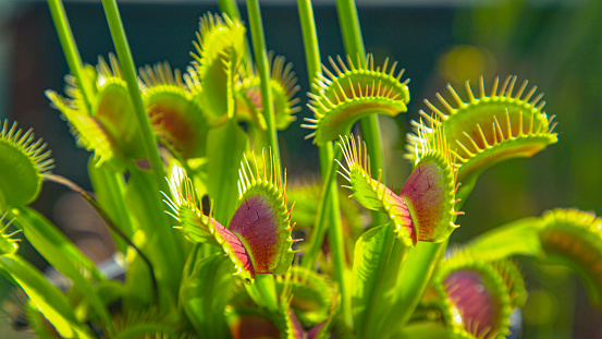 CLOSE UP, DOF: Carnivorous wildflower opens up small trap leaves with sensitive bristles to catch its prey. Detailed view of exotic venus flytrap flower and its traps opening up to attract insects.