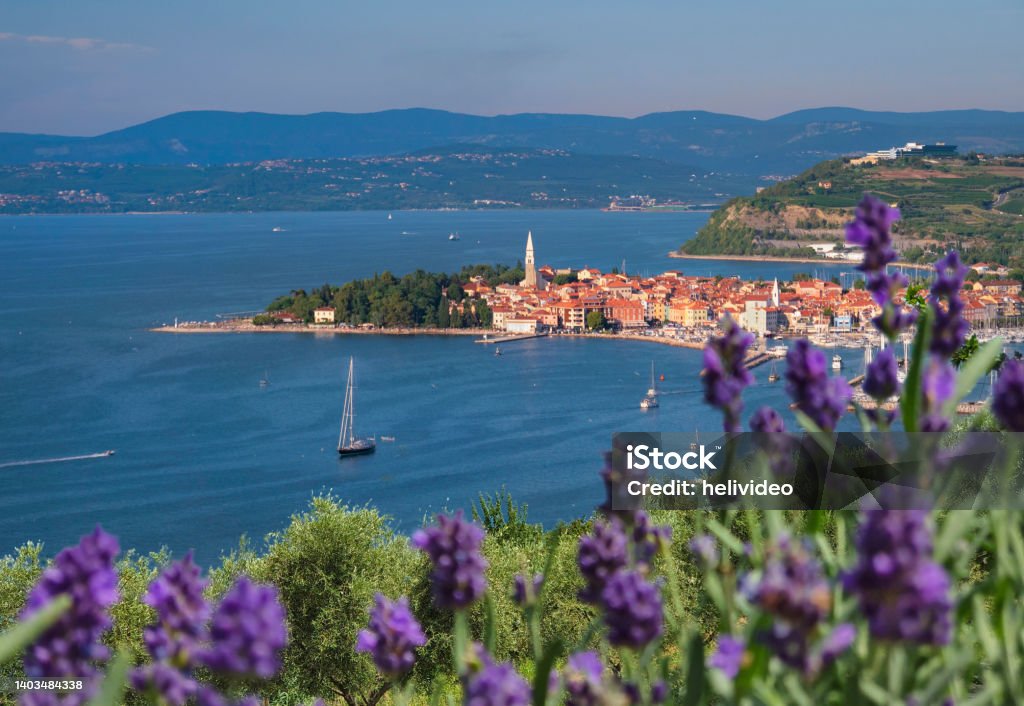 CLOSE UP: Vista of a coastal town in Slovenia from a blooming lavender field. CLOSE UP: Picturesque vista of a coastal town in Slovenia and the adjacent landscape covered in Mediterranean vegetation from a blooming lavender field. Idyllic shot of the town of Izola in summer. Izola - Slovenia Stock Photo