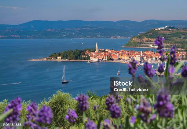 Close Up Vista Of A Coastal Town In Slovenia From A Blooming Lavender Field Stock Photo - Download Image Now