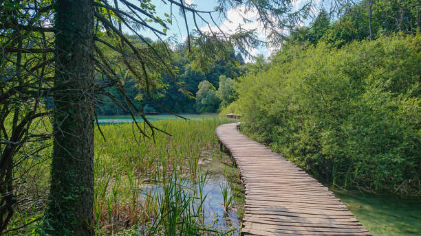 istock Boardwalk curves along an empty pond shore in Plitvice covered in cordgrass. 1403484636