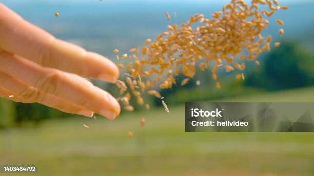 Close Up Unrecognizable Female Farmer Sows Seeds In The Scenic Green Countryside Stock Photo - Download Image Now