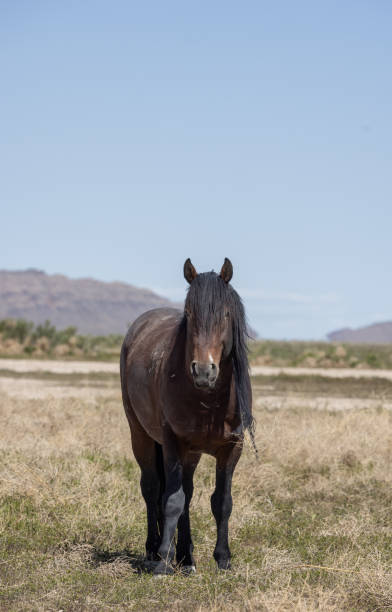 istock Wild Horse in Utah in Springtime 1403485068
