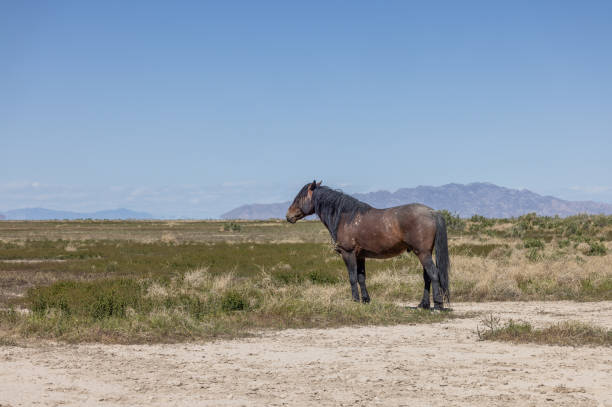 istock Wild Horse in Utah in Springtime 1403485228