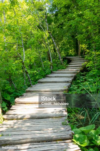 Vertical Empty Boardwalk Crosses A Lush Green Forest In Plitvice National Park Stock Photo - Download Image Now