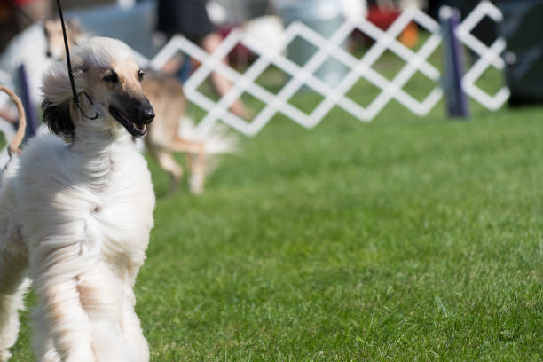 Afghan Hound exhibiting during conformation event at a dog show