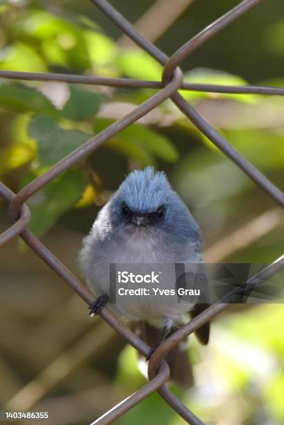 Whitetailed Blue Flycatcher Stock Photo - Download Image Now - Africa, Animal Wildlife, Bird