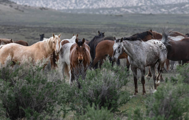 istock Western ranch horse herd 1403486616