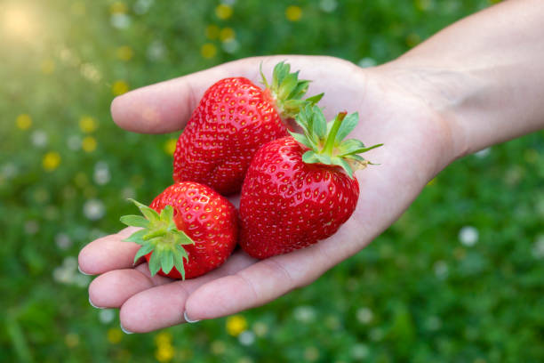 istock Hand with fresh juicy strawberry. 1403486694