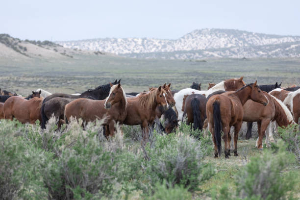 istock Western ranch horse herd 1403486874