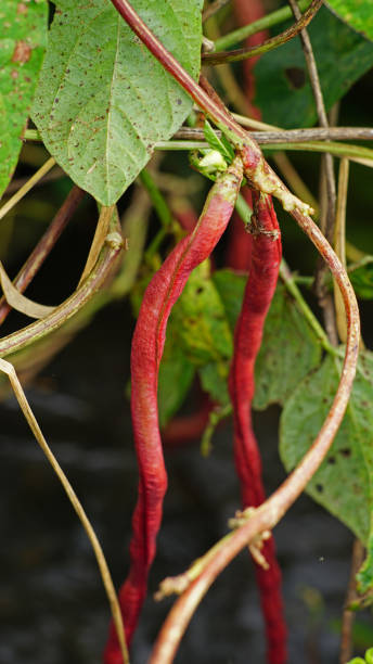 Red noodle bean Red noodle bean or Vigna unguiculata sesquipedalis or Asparagus bean is an erect, vine in the Fabaceae family bearing elongated pods up to 85cm long. The young pods are commonly used as vegetables and delicious preparations. Some parts of this plant are also commonly used as medicine for several diseases. The common name for this plant is Pea bean, Yardlong bean, Long-podded cowpea, Chinese long bean, Snake bean, Bodi and Bora. organic red cowpea beans stock pictures, royalty-free photos & images