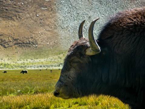 yak riding pack on Himalayas