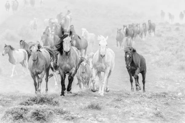istock Western ranch horse herd 1403488226