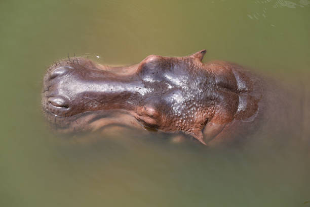 cabeza cercana hipopótamo en el río - hippopotamus amphibian sleeping hippo sleeping fotografías e imágenes de stock
