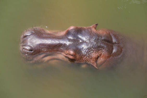 feche a cabeça hipopótamo no rio - hippopotamus amphibian sleeping hippo sleeping - fotografias e filmes do acervo