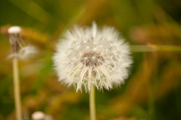 istock Dandelion white flower on blurred background of green grass 1403488312