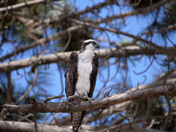 Osprey Sitting on Pine Tree Branch stock photo