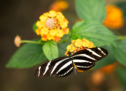 Close-up of a Zebra Longwing (Heliconius charithonia) butterfly.