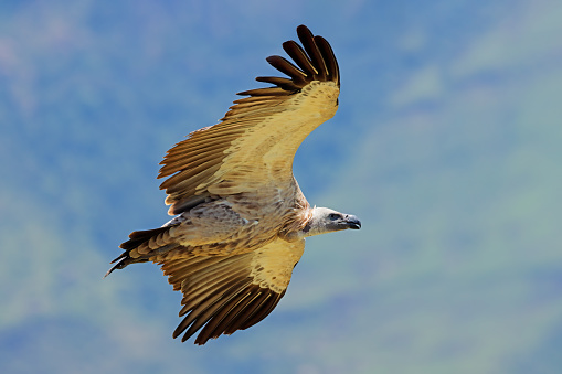 An endangered Cape vulture (Gyps coprotheres) in flight, South Africa