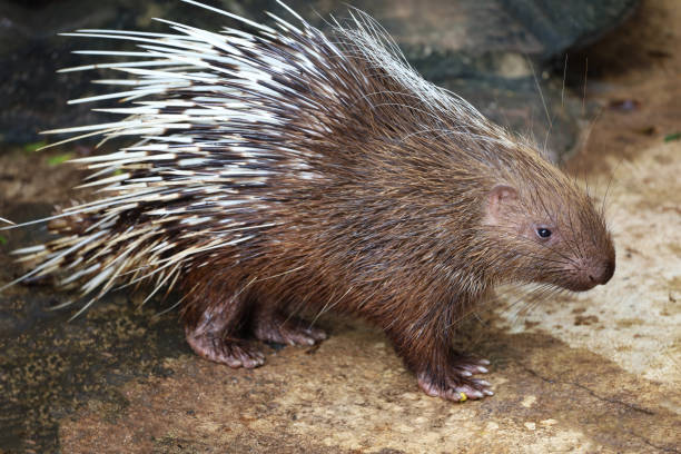 istock Close up the malayan porcupine animal 1403490500