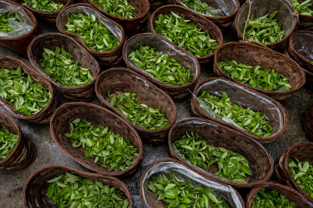 baskets of picked organic tea - tea pickers imagens e fotografias de stock