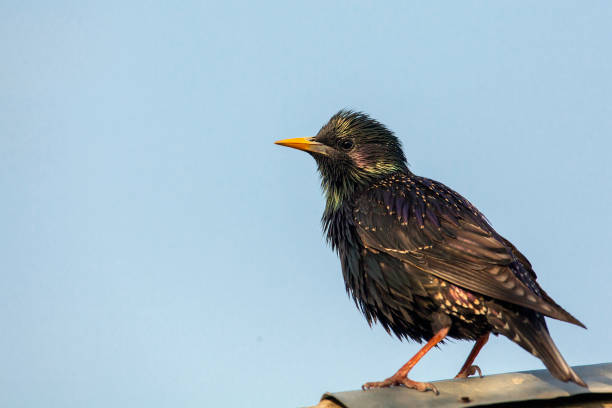 istock The starling sits on a birdhouse. 1403491193