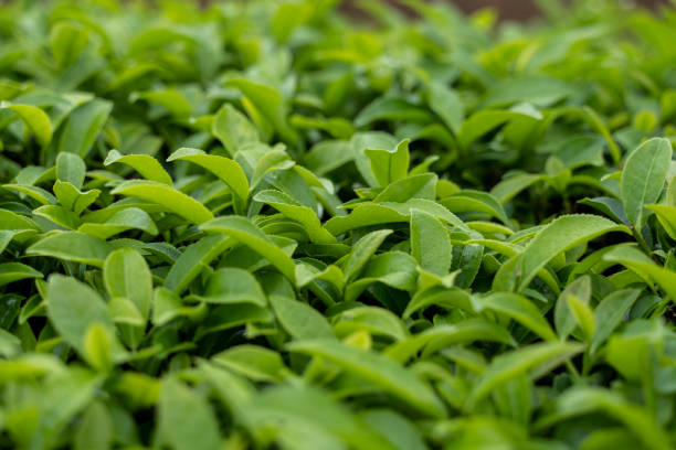tea trees in organic tea garden Close up of tea trees in organic tea garden camellia plant stock pictures, royalty-free photos & images