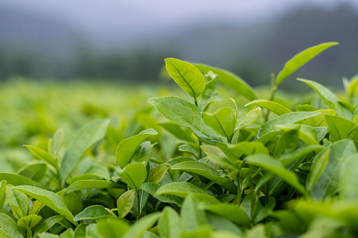 Close up of tea trees in organic tea garden