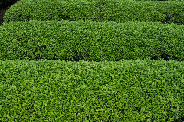 Close up of tea trees in organic tea garden