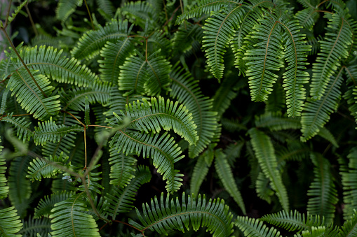 Green fern leaves in spring on a sunny day