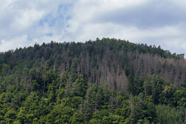 Coniferous forest in which dry trees are infested with bark beetles. The sky is blue. Coniferous forest in which dry trees are infested with bark beetles. The sky is blue. forest dieback stock pictures, royalty-free photos & images