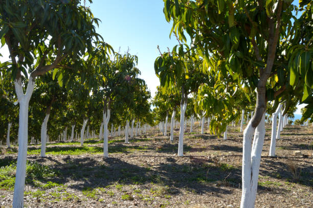 istock Mango trees in a plantation a sunny day 1403492716