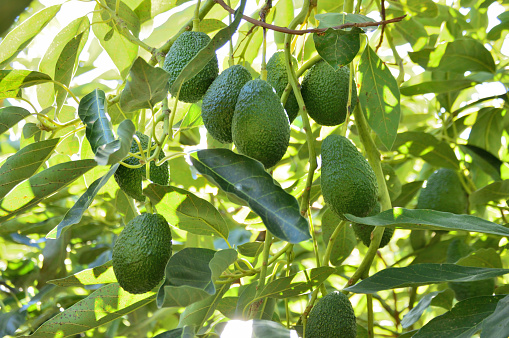 Avocados hanging in a avocado tree