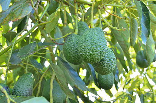 Avocados hanging in a avocado tree