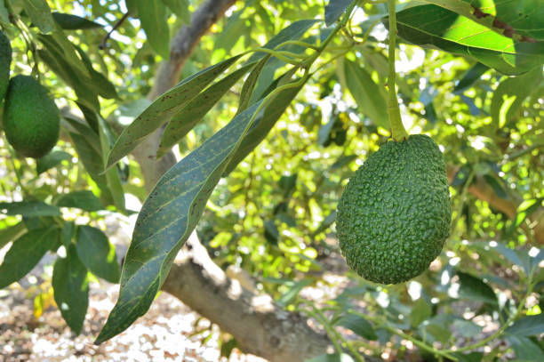 istock Natural hass avocado hanging in a avocado tree 1403493022