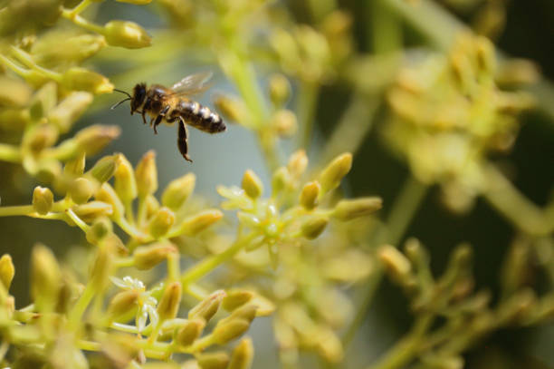 アボカドの花の受粉中のミツバチ - beehive rural scene bee outdoors ストックフォトと画像