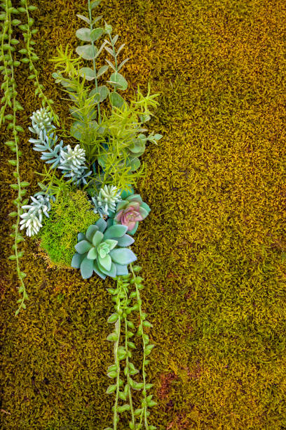 istock Interesting compositions using natural moss bring freshness and variety to the interior. 1403493389