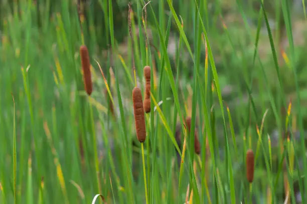 Decorative plant Orobinec - Cigar grows on the shore of a pond in the wilderness.