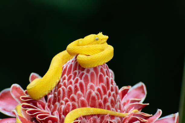 붉은 꽃에 노란 속눈썹 독사 - eyelash viper 뉴스 사진 이미지