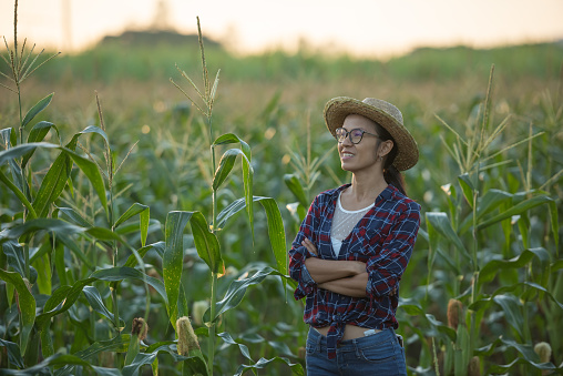Portrait of pretty young farmer woman with crossed arms, Beautiful morning sunrise over the corn field. green corn field in agricultural garden and light shines sunset in evening Mountain background.