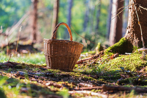 A wicker basket for mushrooms is built on the grass in the forest among the trees.