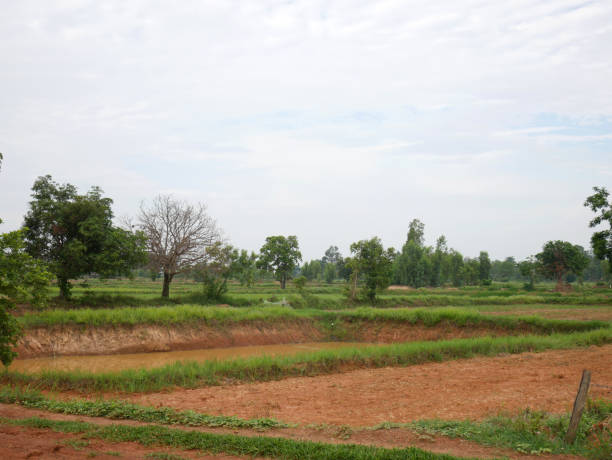 istock Tree and Field landscape in Thailand. 1403494338
