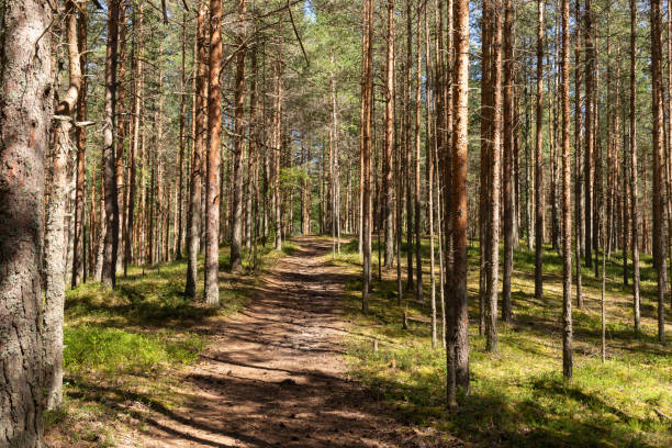 Panorama of a summer pine forest Path in a pine forest bathed in sunlight pine woodland stock pictures, royalty-free photos & images