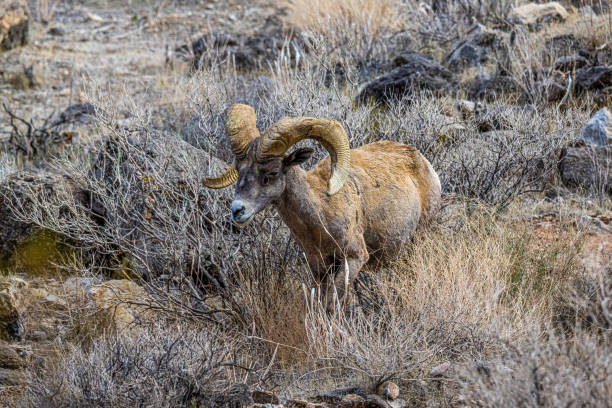istock Big Horn Sheep in Rocks 1403494967