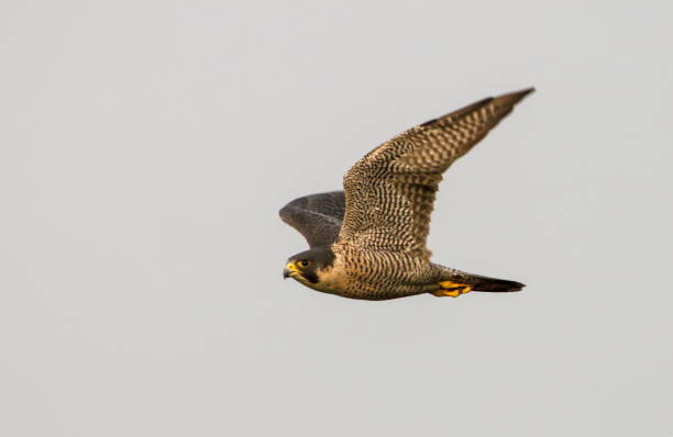 istock Peregrine Falcon in flight. 1403495271