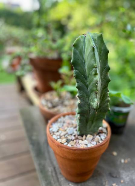 istock Cactus Succulent and Houseplants Outdoors 1403495308