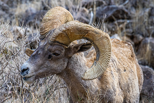 Bighorn sheep ram, ovis canadensis, in rutting season near Rocky Mountain National Park, Colorado, USA