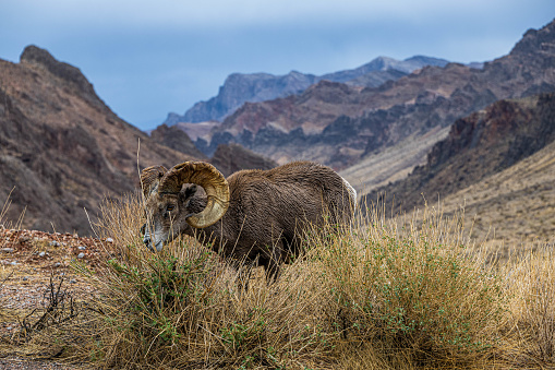 A big horn sheep eating in the mountains.