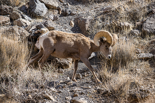 A big horn sheep walking among the rocks.