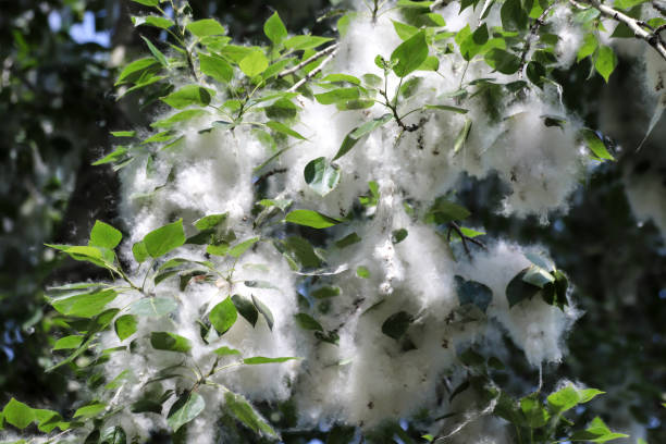 포플러 나무의 가지에 하얀 푹신한 씨앗 - poplar tree 뉴스 사진 이미지
